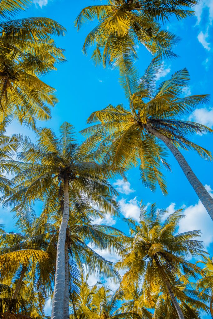 Vibrant tropical wallpaper with tall palm trees green fronds bright blue sky summer clouds