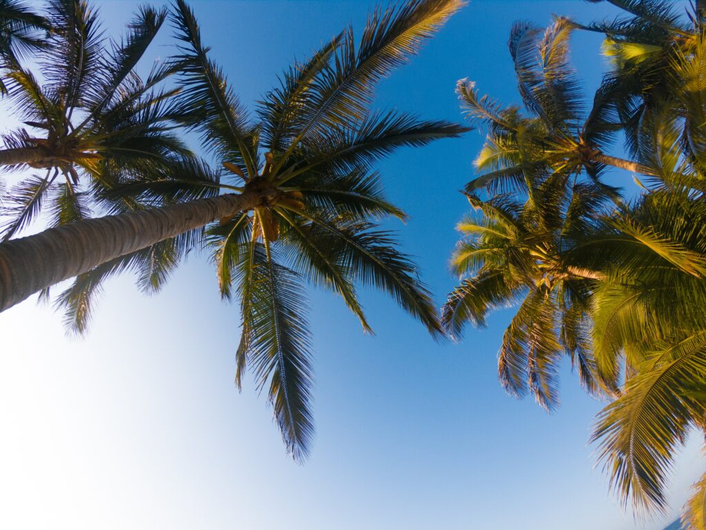 Towering palm trees with lush green leaves under a clear blue tropical sky wallpaper background