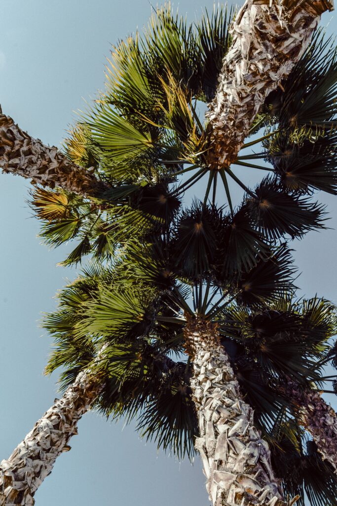 Upward view of tall palm trees with textured trunks and green leaves against clear blue sky Wallpaper