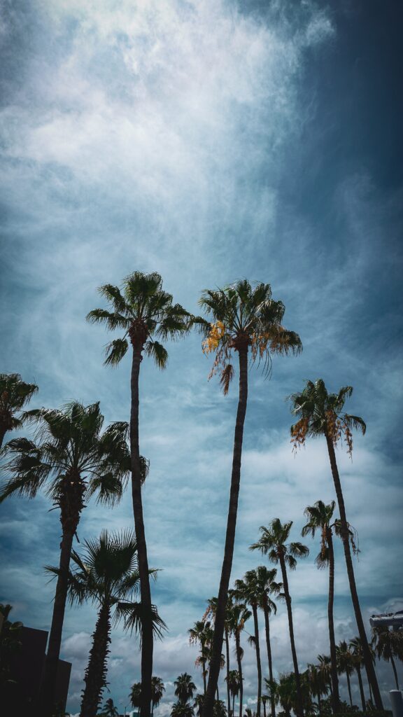 Tall palm trees with lush green branches under a dramatic blue sky in a vibrant tropical cityscape Wallpaper