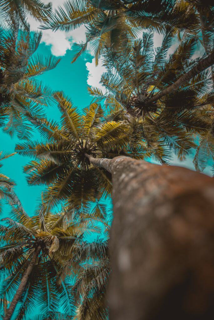 Upward view of tall palm trees with green leaves against a bright turquoise sky with clouds Wallpaper