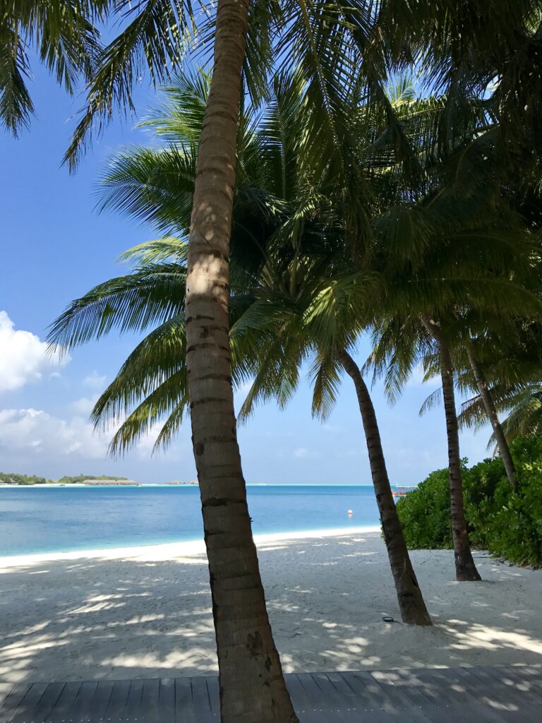 Tropical beach wallpaper with palm trees shadows white sand clear ocean under blue sky