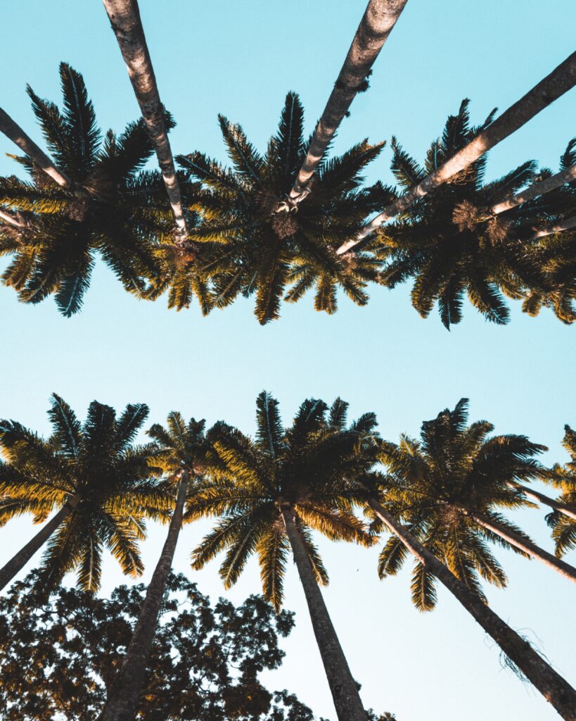 Tropical palm tree crowns against clear blue sky vibrant summer wallpaper background