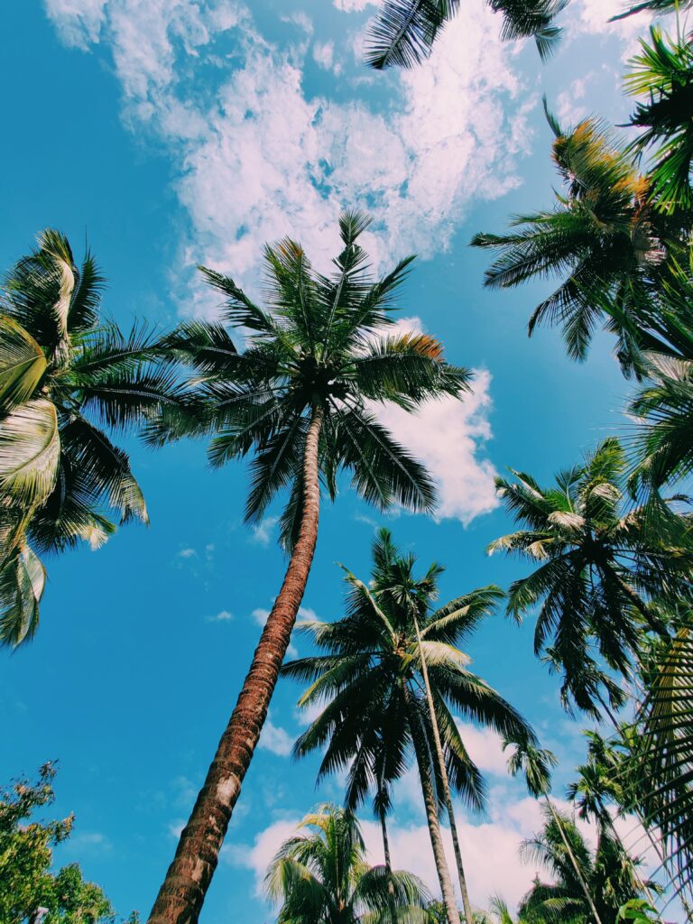 Bottom view of tall green palm trees against bright blue sky with soft white clouds wallpaper