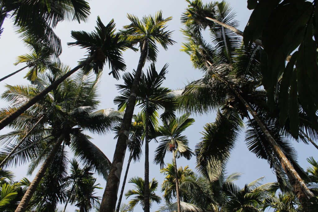 Bottom view of tall palm trees with green fronds against clear blue sky tropical wallpaper background