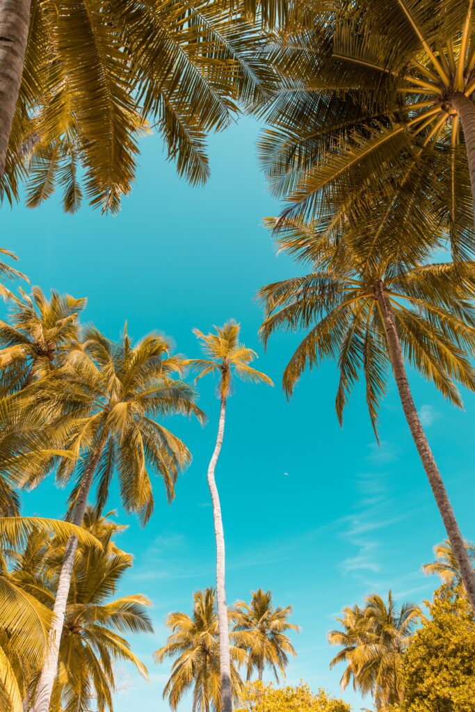 Bottom view of tall palm trees with turquoise sky tropical paradise wallpaper background