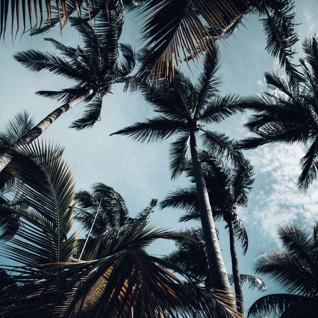 Bottom view of tall palm trees against a moody blue sky with soft clouds tropical wallpaper
