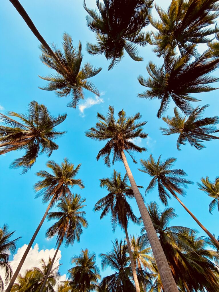 Bottom view of tall palm trees with lush green fronds against vibrant blue sky with white clouds Wallpaper