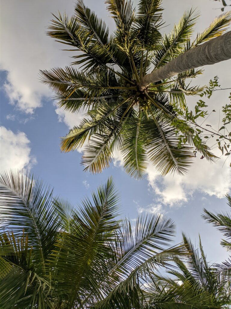 Bottom view of tall palm trees with lush green leaves against blue sky and white clouds wallpaper