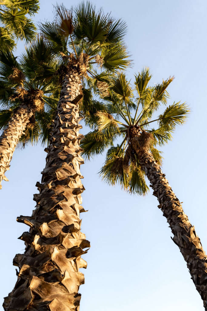 Tall palm trees with textured trunks and lush branches against clear blue sky wallpaper background