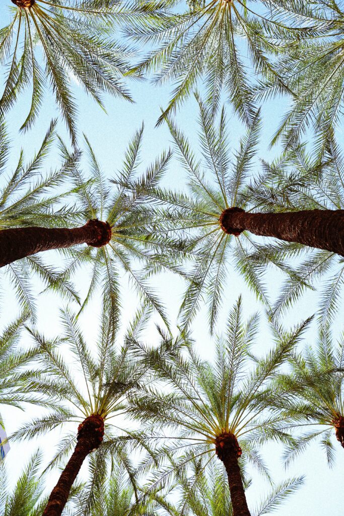 Bottom view of tall palm trees with lush green leaves against clear blue sky tropical wallpaper