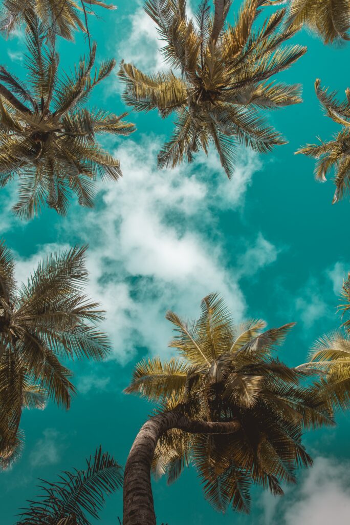 Bottom view of tall palm trees with green leaves against a vibrant tropical blue sky wallpaper background