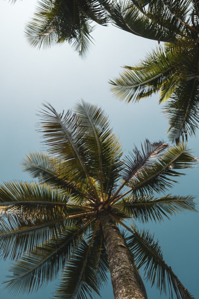 Bottom view of tall palm trees with green leaves against clear blue sky tropical wallpaper background