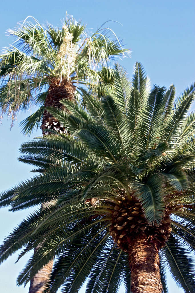 Close-up of tall palm trees with textured trunks green leaves and clear blue sky wallpaper background