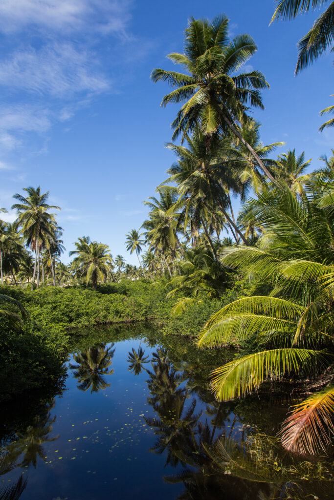 Vibrant tropical wallpaper with tall palm trees lush foliage reflected in serene lake under blue sky