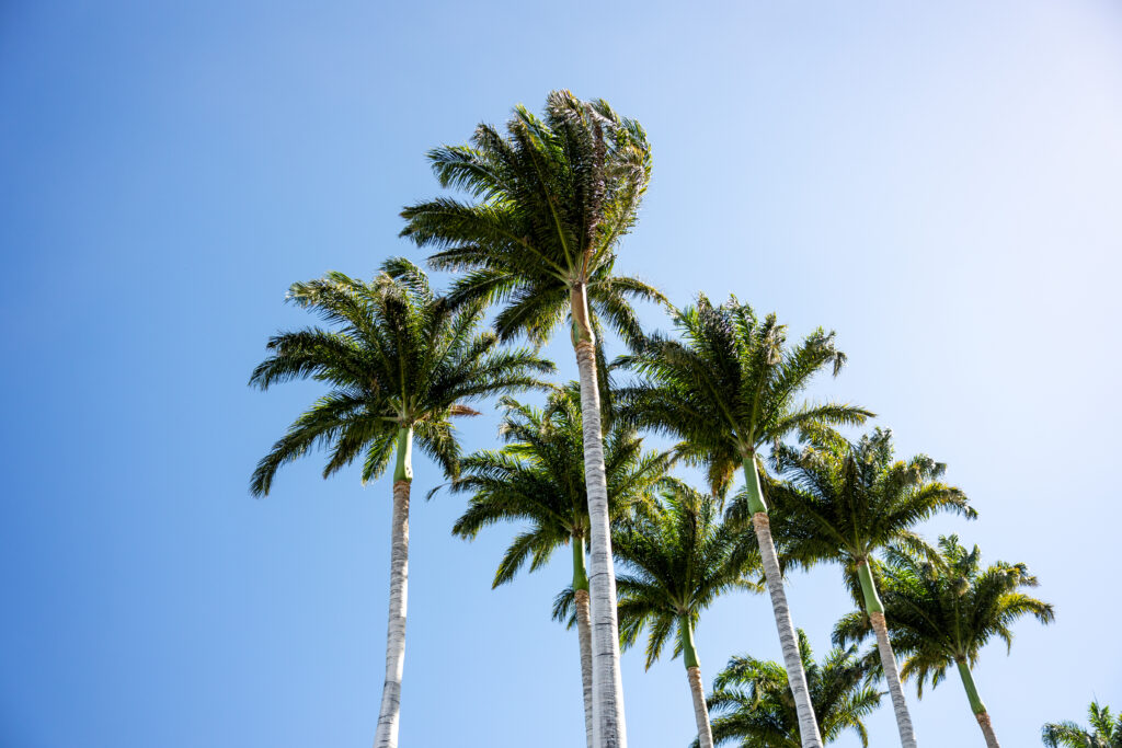 Tall palm trees against clear blue sky with lush green branches for tropical wallpaper background