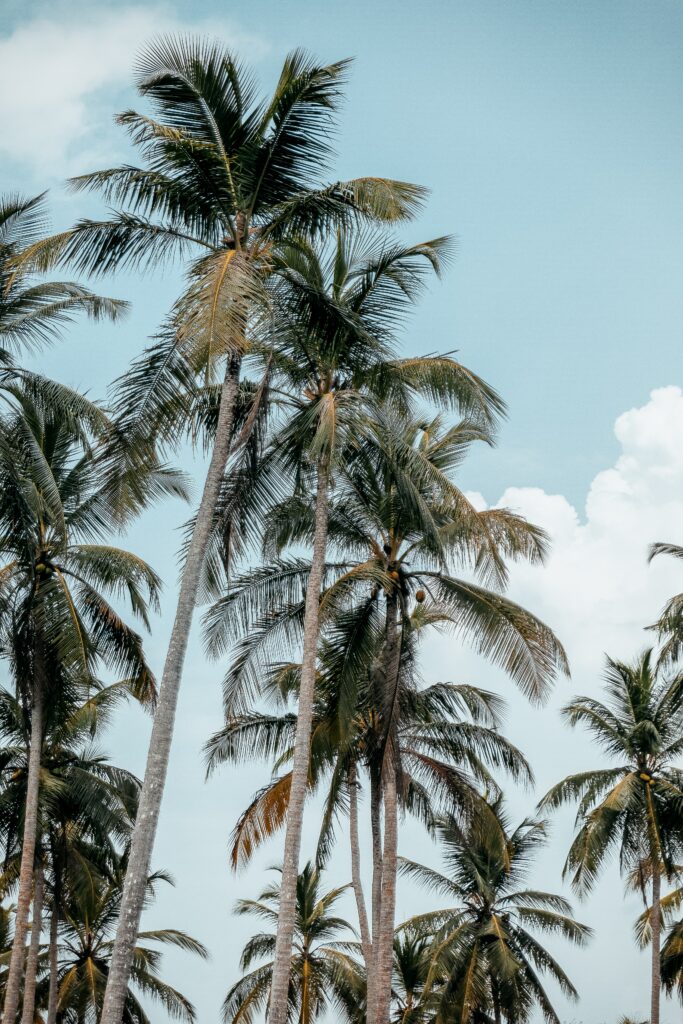 Tall palm trees sway under bright blue summer sky lush green leaves tropical wallpaper background