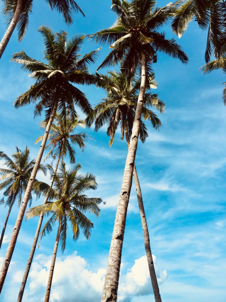 Tall palm trees against vibrant blue sky with wispy clouds creating tropical paradise vibe Wallpaper