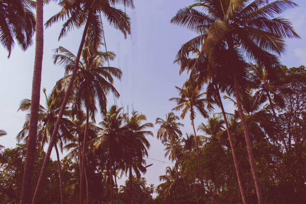 Tall palm trees with lush green branches and soft purple sky in a peaceful tropical wallpaper background