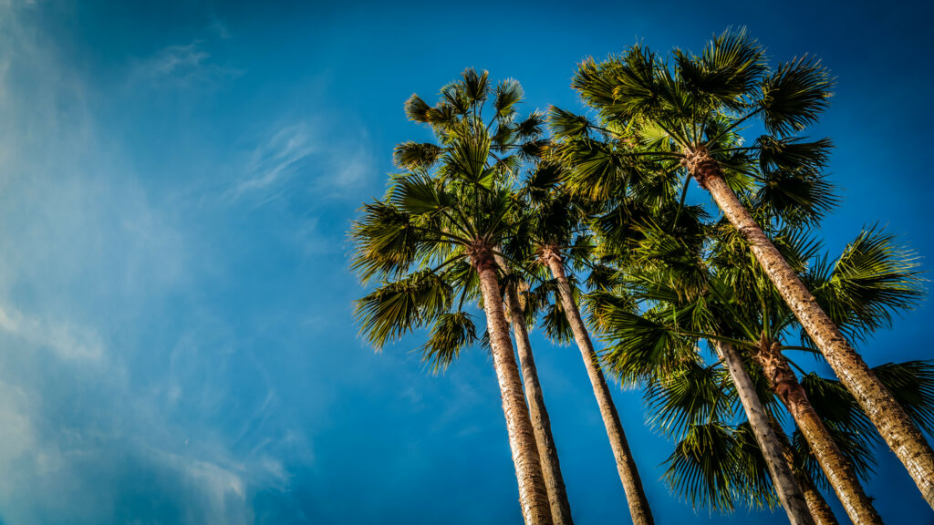 Tall palm trees with green fronds against clear blue sky vibrant tropical beach wallpaper background