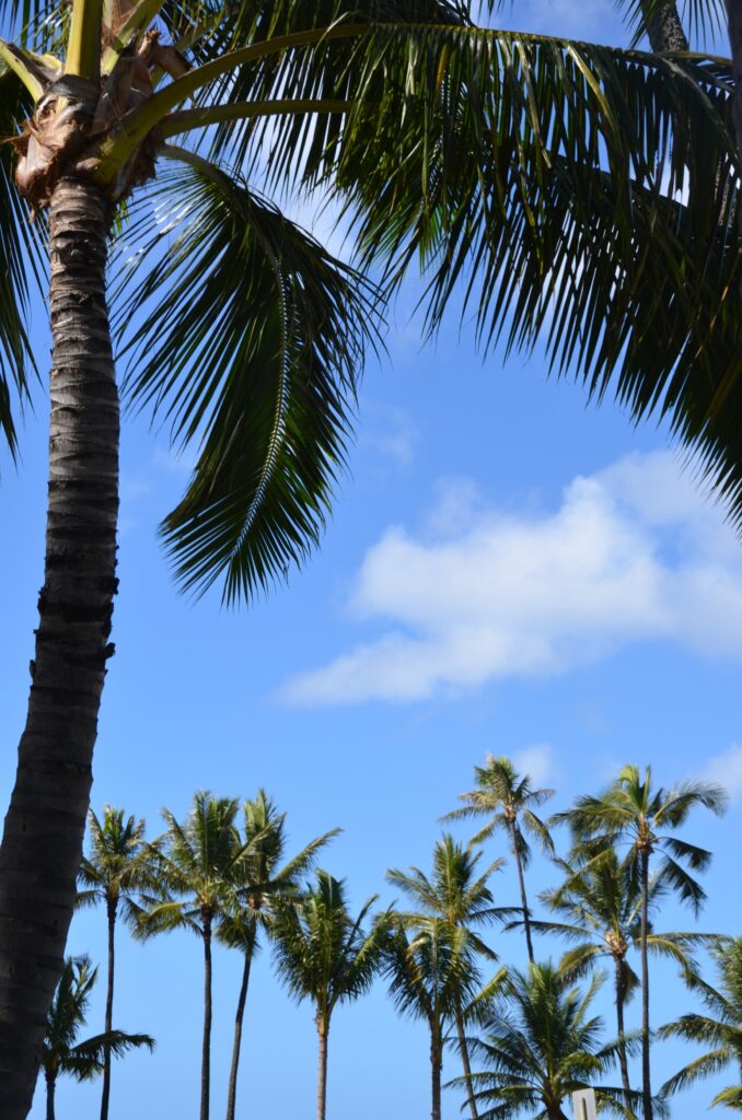 Vibrant tropical wallpaper with tall palm trees swaying under clear blue sky and green foliage