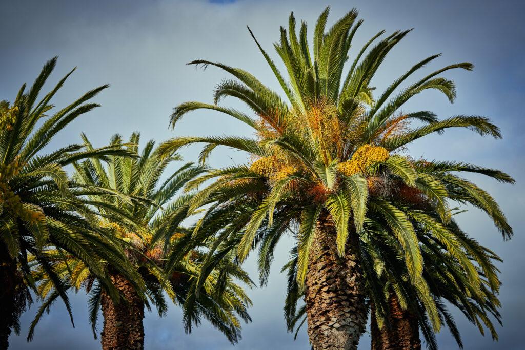 Vibrant tropical palm trees with lush green leaves under bright partly cloudy sky wallpaper background