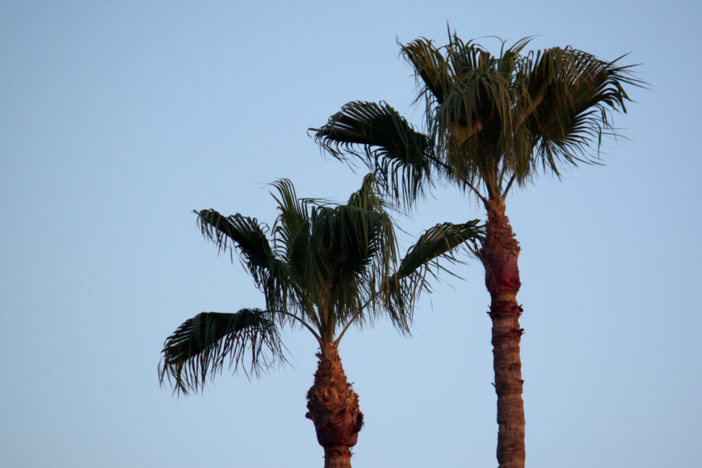 Two tall palm trees with lush green leaves against a clear blue sky tropical wallpaper background