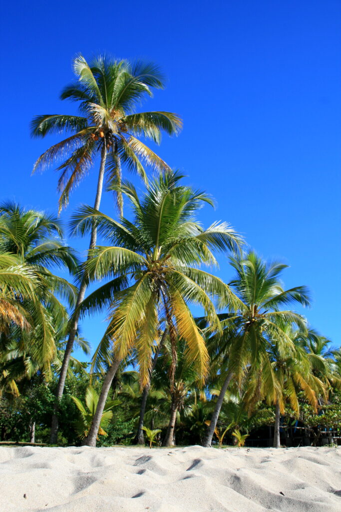 Tall palm trees over sandy beach under clear blue sky vibrant tropical wallpaper background