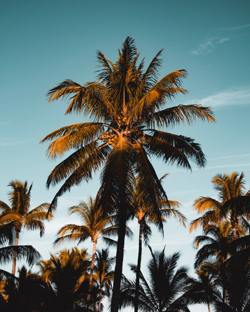 Vibrant tropical wallpaper with tall palm trees lush green foliage and clear blue sky background