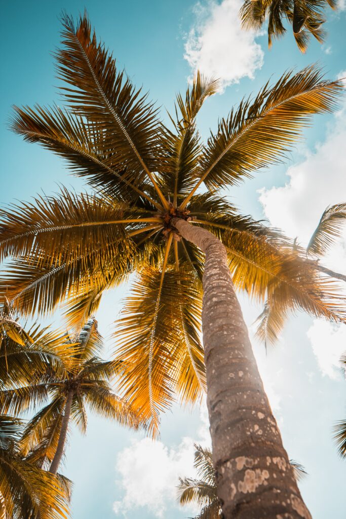 Vibrant tall palm trees with green and golden leaves under blue sky and fluffy clouds wallpaper