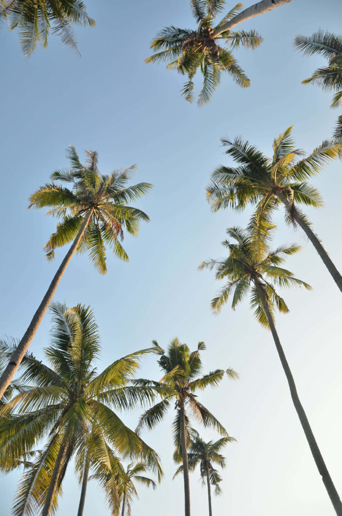 Serene Palm Trees Wallpaper: Tropical Tranquility for Your Background