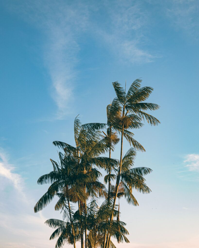Tall palm trees with lush green leaves against a serene blue sky tropical wallpaper background