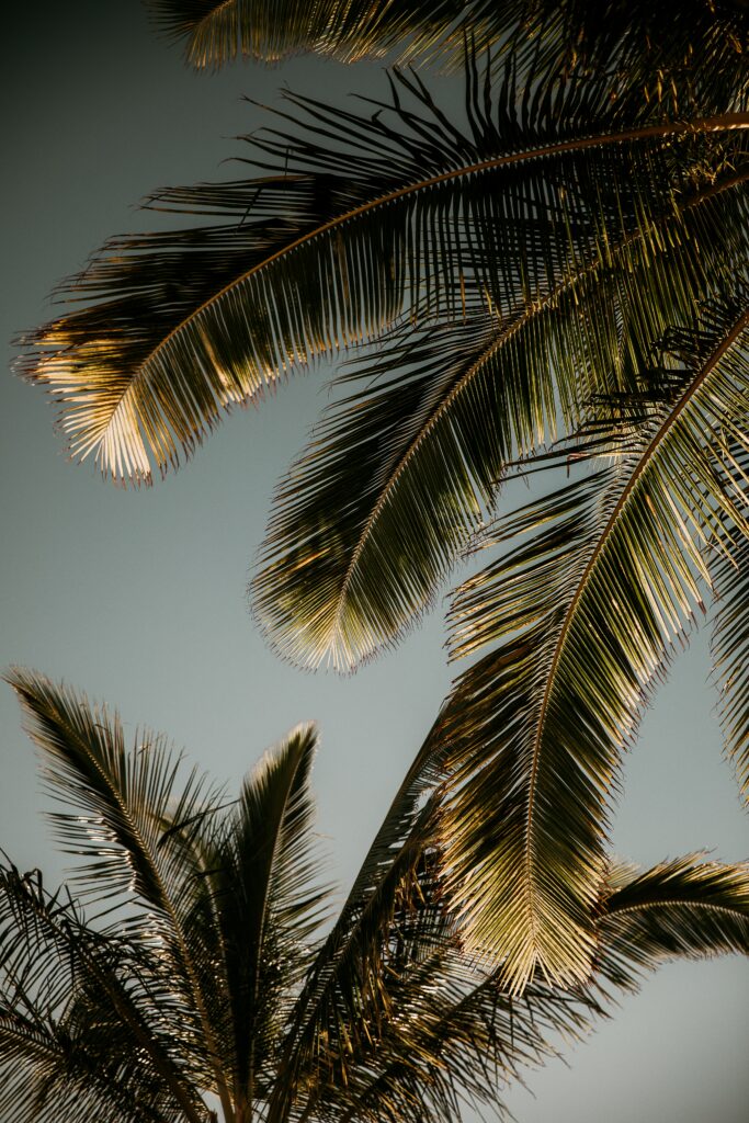Bottom view of tall palm trees with vibrant leaves under clear tropical sky wallpaper background