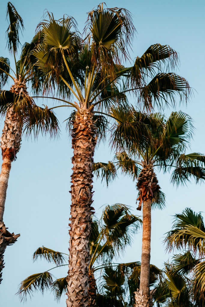 Tall palm trees with textured trunks and lush green leaves against clear blue sky wallpaper