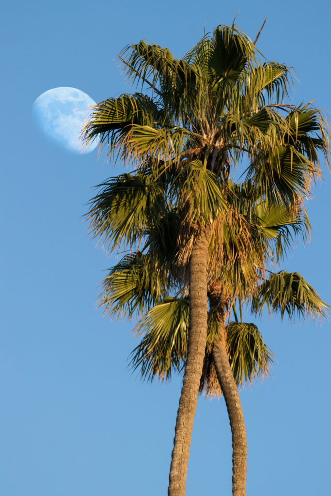 Tall palm trees with green leaves under blue sky and moon creating a tranquil tropical wallpaper