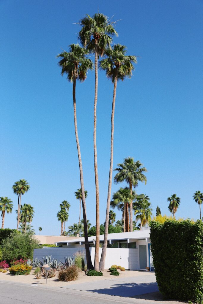 Tall palm trees over modern building on sunny tropical street with clear blue sky wallpaper background