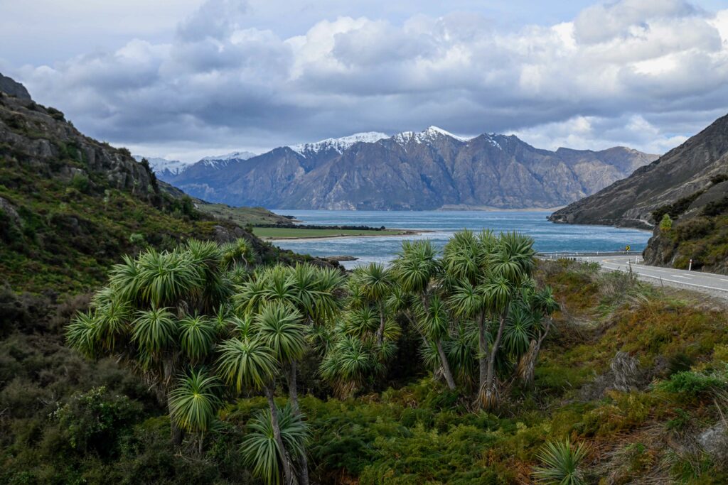 Lush palm trees with tranquil sea and snow-capped mountains under a dramatic cloudy sky wallpaper