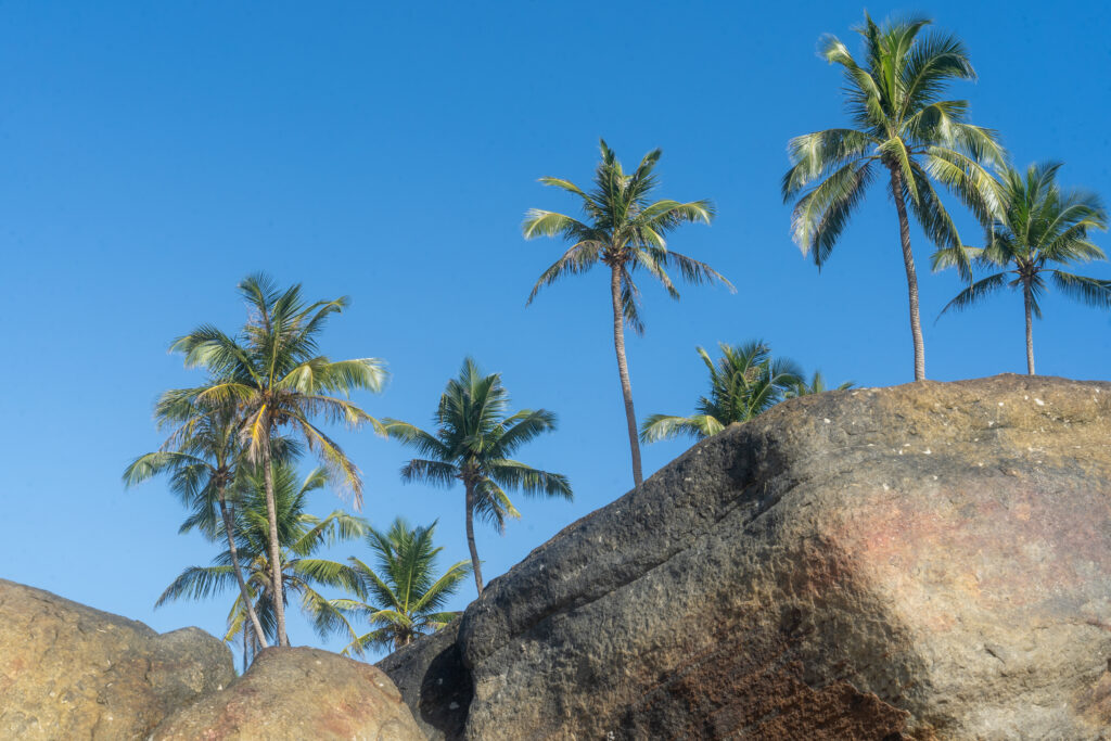 Tall palm trees above sunlit rocks under vibrant blue tropical sky wallpaper background