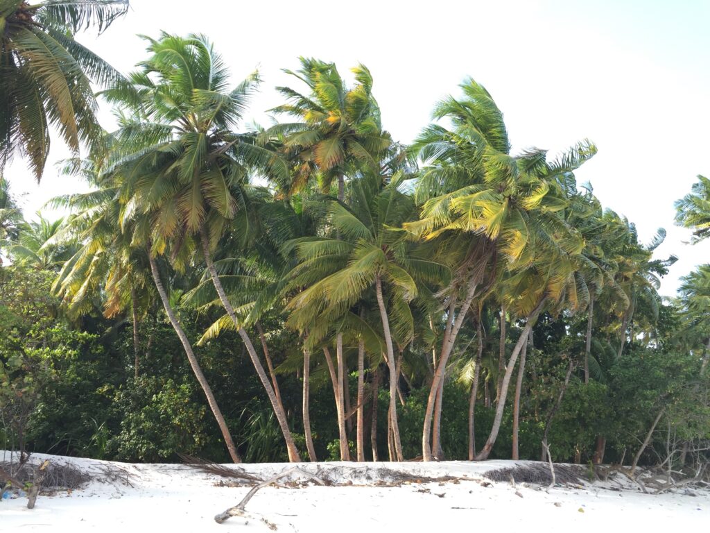 Tall palm trees swaying over sandy beach with green fronds under bright sunny sky tropical wallpaper