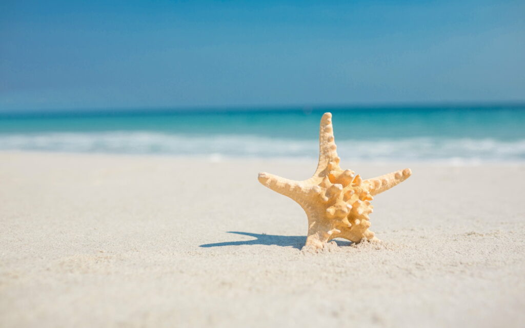 Paradise Found: A Captivating View of Starfish on a Tropical Beach Wallpaper