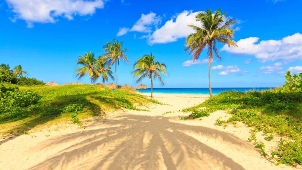 Tropical Beach Wallpaper: Golden Sand & Turquoise Ocean Background
