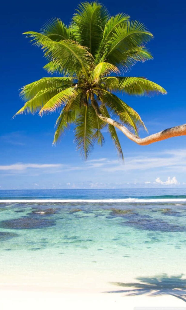 Tropical Paradise Wallpaper: Serene Beach & Lone Palm Tree Background