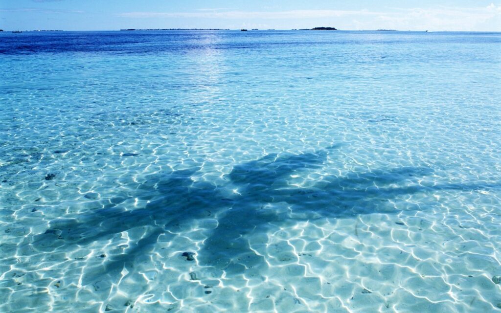 Serene wallpaper of clear gulf waters with palm tree shadow on transparent sandy bottom beach