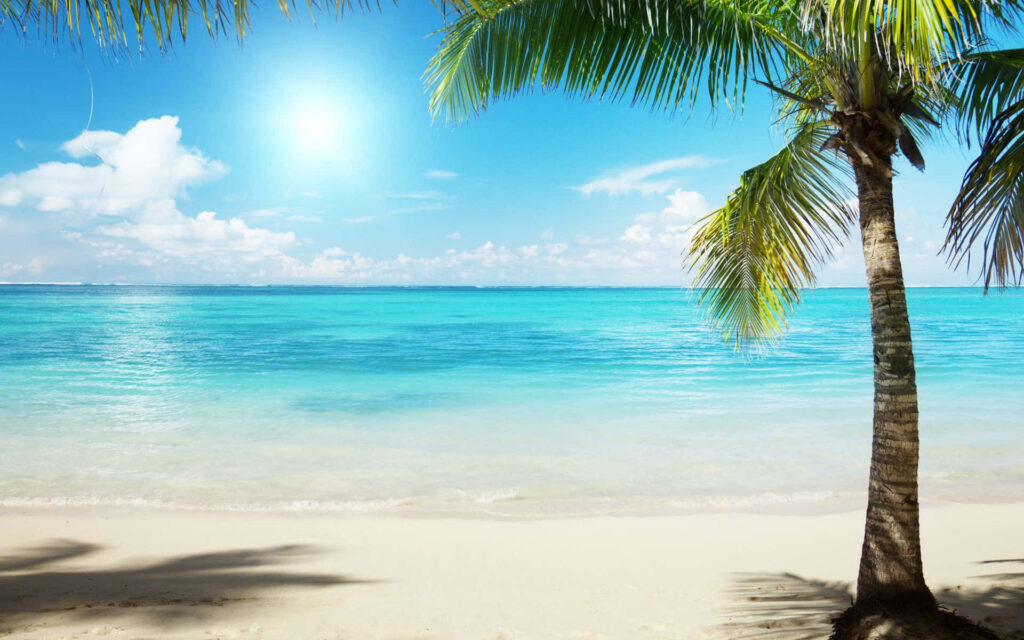 Serene Tropical Paradise Wallpaper: Palm Trees & Caribbean Sea