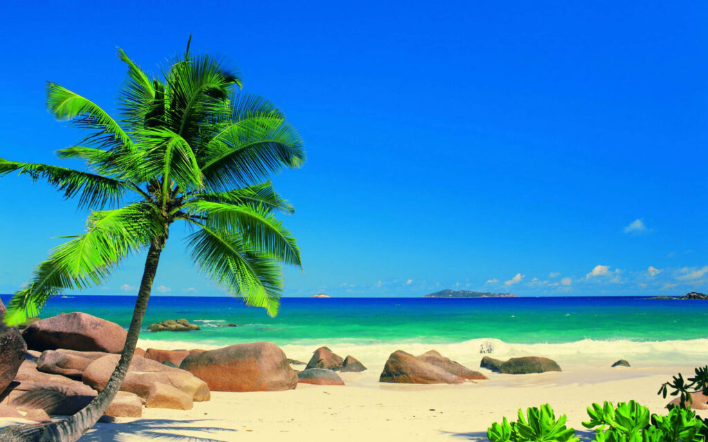 Tropical Paradise: Lush Palm Tree on Sandy Beach with Turquoise Ocean Wallpaper