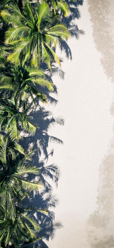 Tropical Paradise Wallpaper: Lush Palm Trees & Pristine Sandy Background