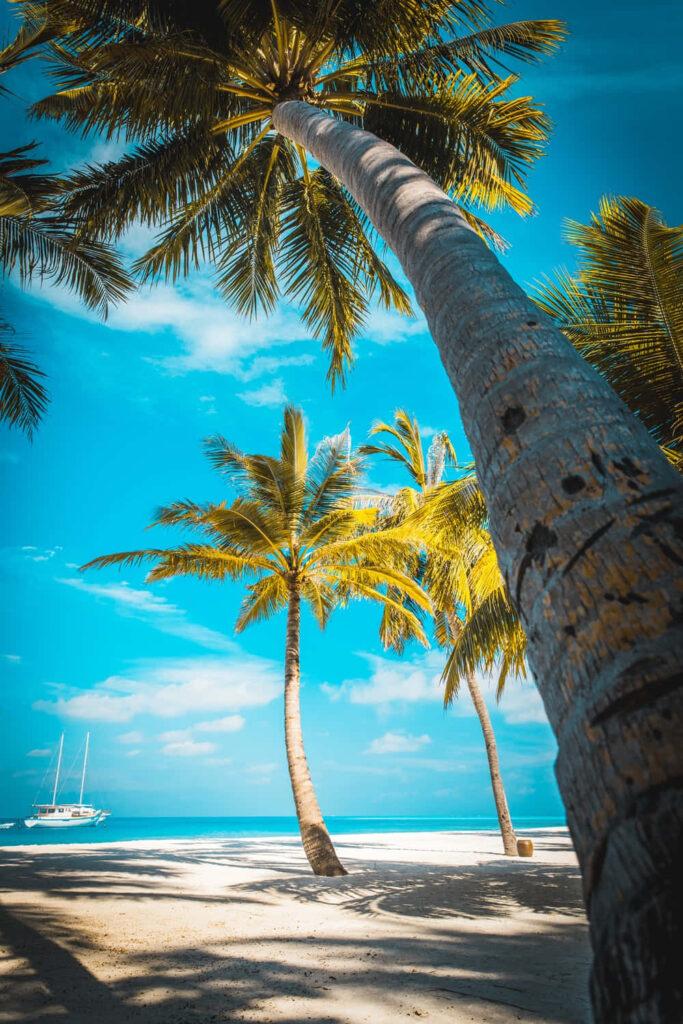 Tropical Paradise Wallpaper: Serene Beach & Palm Trees in Cyan Sky