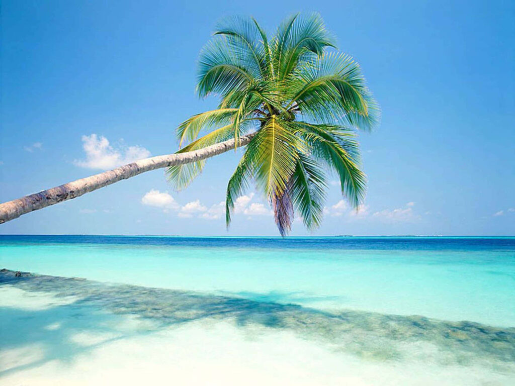 Tropical Paradise Wallpaper: Serene Ocean & Graceful Palm Tree