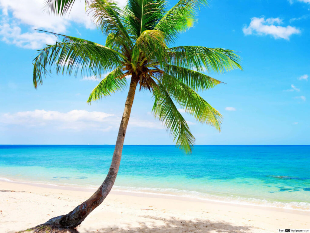 Tropical Paradise Wallpaper: Serene Beach & Palm Tree Background