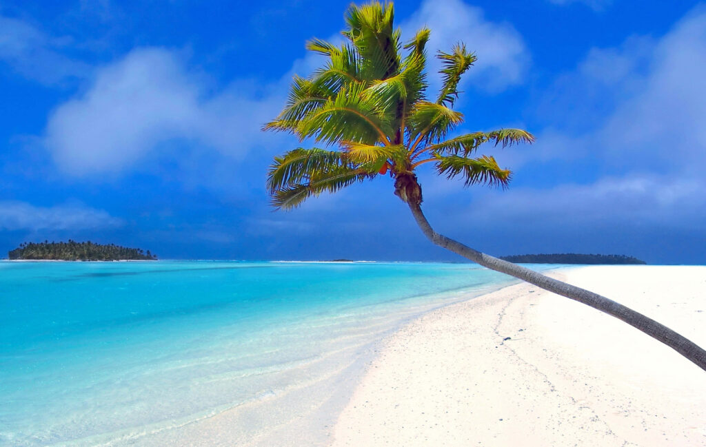 Tropical Paradise Wallpaper: Serene Palm Tree & Sandy Beach Background